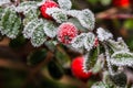 Frozen holly berrie