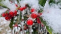 Frozen holly berry