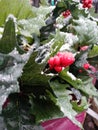 Frozen Holly Berry I