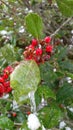 Frozen holly bush