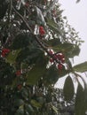 Frozen holly