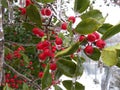 Frozen Holly Leaves and Berries in Winter in February