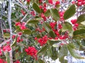 Frozen Holly Leaves and Red Berries in Winter in February