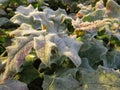 Frozen holly leaves in the sun