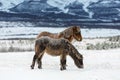 Frozen horses