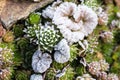 Frozen houseleek sempervivum on stone with other plants