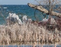 Frozen ice along the bank of Lake Ontario, tree, branch Royalty Free Stock Photo