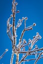 Frozen Ice Coated Tree Branches