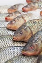 Frozen fish. Freshfish market. Gilt-head bream. Fish sale in market. Sea bream fish on ice. Fresh fish on ice for sale Royalty Free Stock Photo