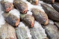 Frozen fish. Freshfish market. Gilt-head bream. Fish sale in market. Sea bream fish on ice. Fresh fish on ice for sale Royalty Free Stock Photo