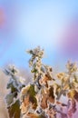 Frozen ice covered flower. Winter nature background. Royalty Free Stock Photo