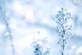 Frozen ice covered plants in hoarfrost with light bokeh. Gentle winter background with sun flare. Winter natural plant
