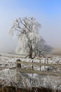 Frozen ice covered tree in winter with fence and background fog Royalty Free Stock Photo