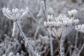 Frozen ice crystals from a hoar frost as the UK continues with sub zero cold spell Royalty Free Stock Photo