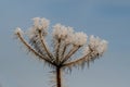 Frozen ice crystals from a hoar frost as the UK continues with sub zero cold spell