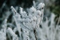 Frozen ice crystals from a hoar frost as the UK continues with sub zero cold spell Royalty Free Stock Photo