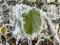 Frozen ice crystals from a hoar frost as the UK continues with sub zero cold spell