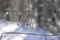 Frozen Ice Drop Dangling on Branch in Winter