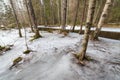 Frozen flooded river in forest Royalty Free Stock Photo
