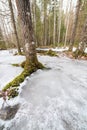 Frozen flooded river in forest Royalty Free Stock Photo