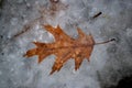 Frozen into the ice maple leaf