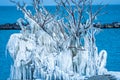 Frozen in ice tree along lake erie ohio