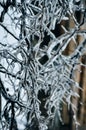 Frozen in the ice tree branches. Frozen tree branch in winter