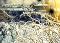 Frozen in ice tree branches, iced trees