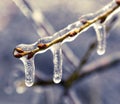 Frozen in ice tree branches, iced trees