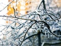 Frozen in ice tree branches, iced trees