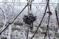 Frozen Ice Wine Grapes_Baden Baden, germany