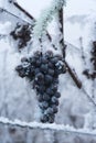 Frozen Ice Wine Grapes_Baden Baden, germany