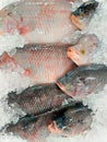 Frozen Iced Fish. Pile of Crab Cichlid Fish on Cold Storage. Close Up