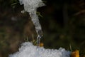 Frozen icicle falling downwards to bush