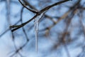 Frozen icicle hangs from a tree branch in winter in the cold