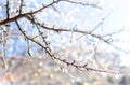 Frozen icy branches that shine and twinkle