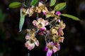 Frozen and icy flowers on a branch - Frosty morning on a cold winter day. It blows an icy wind after the first snow of the year Royalty Free Stock Photo