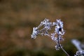 Frozen and icy flowers on a branch - Frosty morning on a cold winter day. It blows an icy wind after the first snow of the year Royalty Free Stock Photo