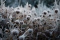 Frozen icy meadow wild flowers. Generate ai Royalty Free Stock Photo