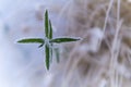 frosted plant during winter Royalty Free Stock Photo