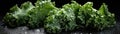 Frozen Kale On White Background Panoramic Banner Royalty Free Stock Photo
