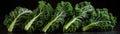 Frozen Kale On White Background Panoramic Banner Royalty Free Stock Photo