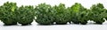 Frozen Kale On White Background Panoramic Banner Royalty Free Stock Photo