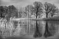 frozen lake with coot in ice free area in black and white. Trees on the edge and reeds