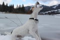 Frozen lake and dog Royalty Free Stock Photo