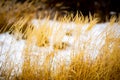 Frozen lake and dryed grass in winter time