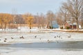 Frozen lake with geese surrounded by cabins