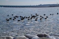 Frozen Lake Michigan with icy rocks and geese and view of Chicago Skyline