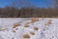 Frozen Lake in a Midwest Savanna Preserve