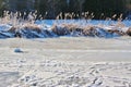 Frozen lake and reed. Goldegg, Austria, Europe.